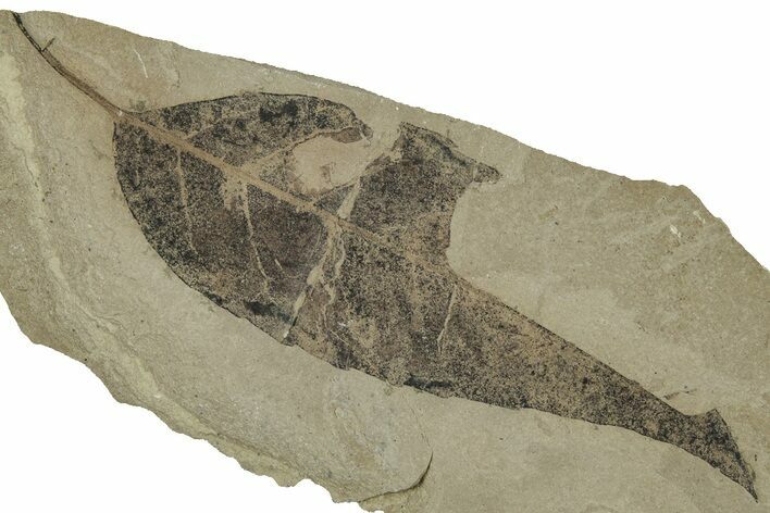 Detailed Fossil Leaf (Allophylus) - Insect Predation! #325574